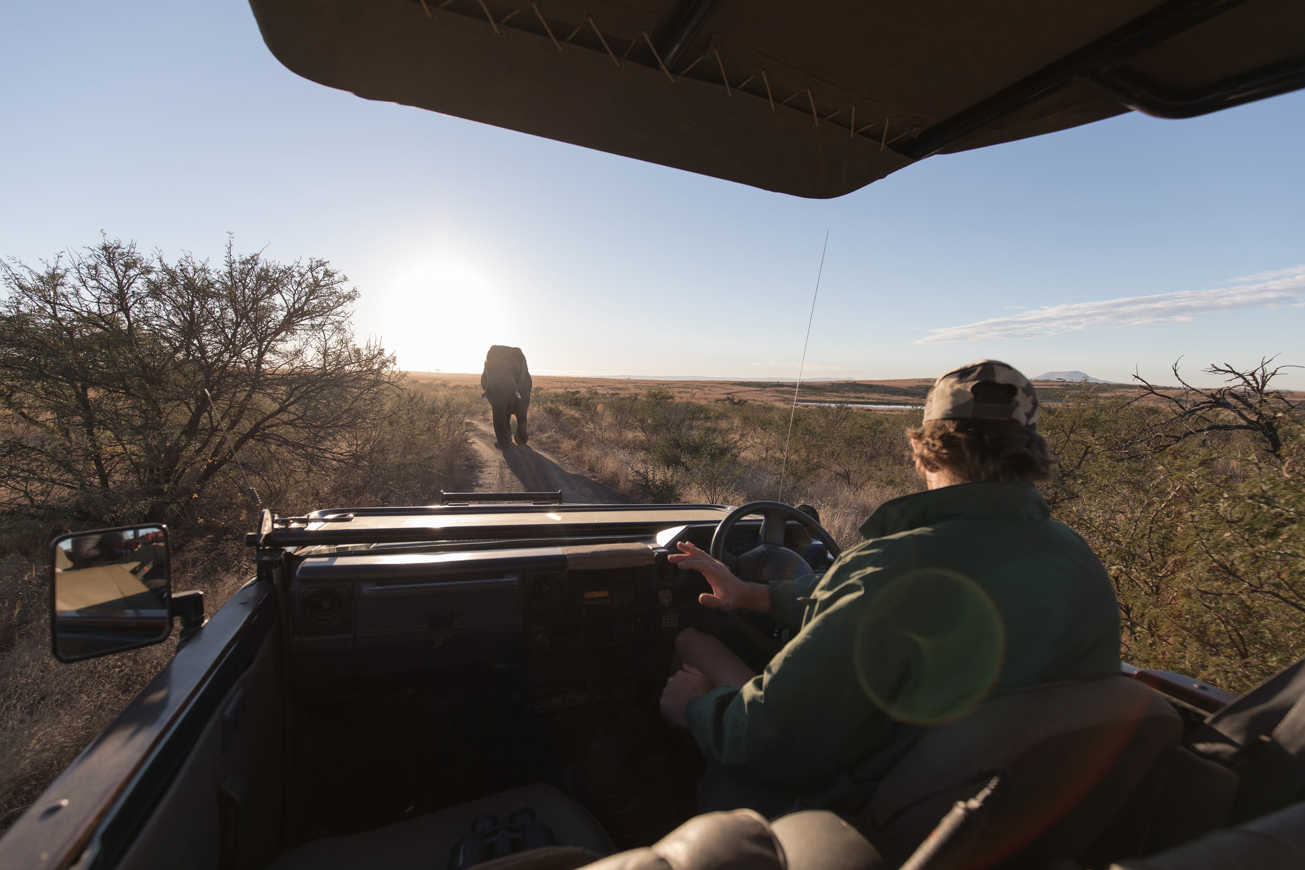 nambiti-game-reserve-south-africa-cheetah-ridge-elephant-sunrise