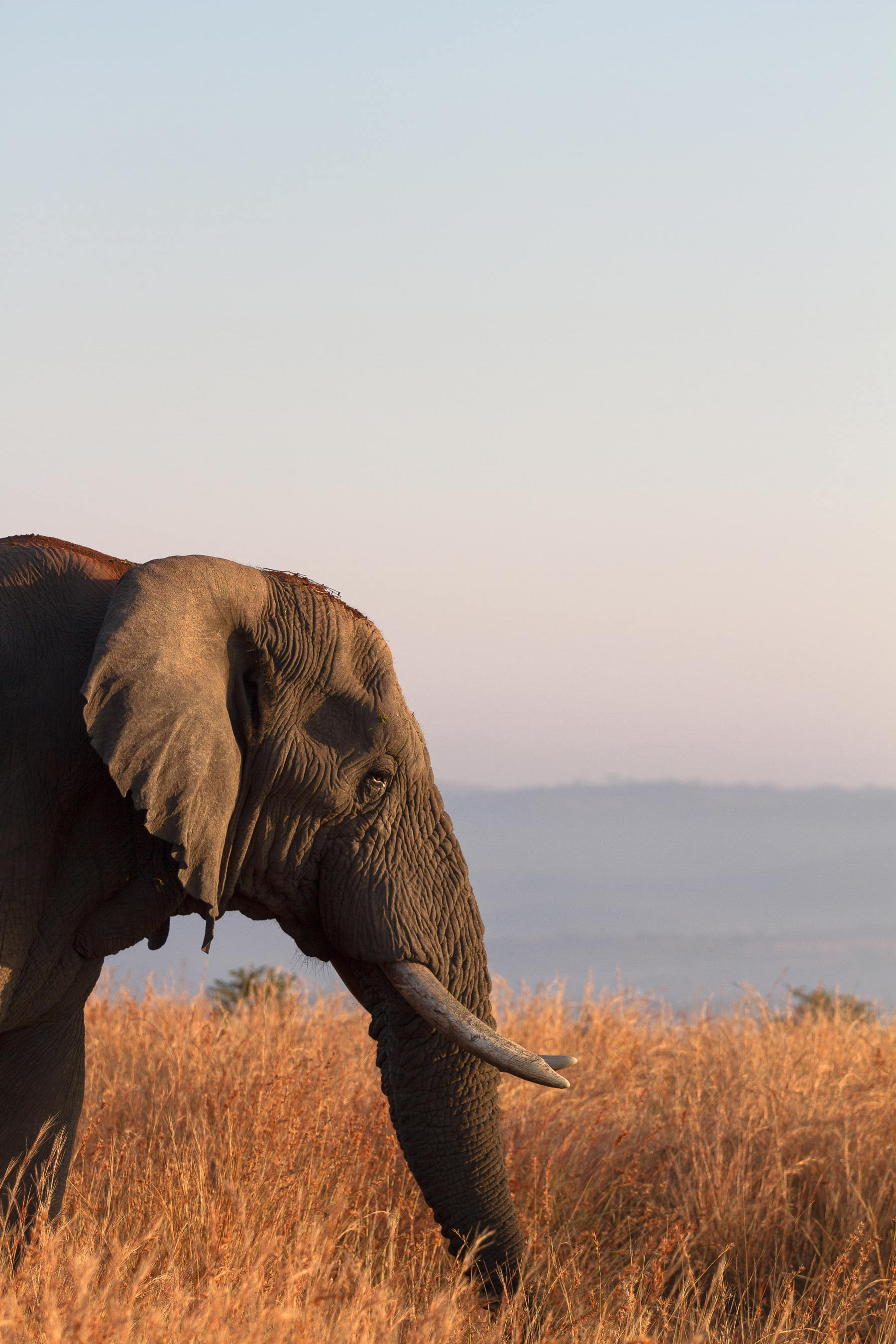the moving lens - nambiti reserve - cheetah ridge - bull elephant