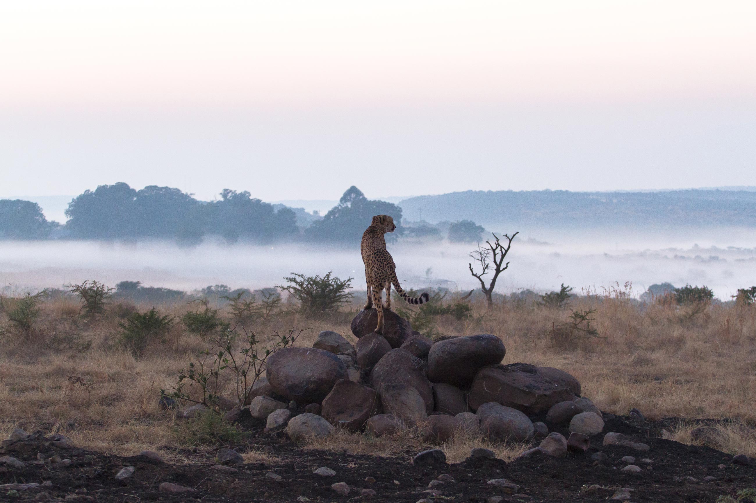 nambiti-game-reserve-south-africa-cheetah-sunrise